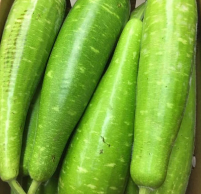 UGRA NAM TAO YAI Bottle Gourd Seeds Seed(100 per packet)