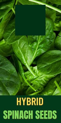 Qualtivate GBPT-6A Palak (Spinach) F1 hybrid seeds Seed(300 per packet)