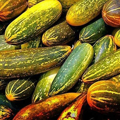 Qualtivate HYB-8A Dosakaya - Yellow Cucumber Seeds Seed(300 per packet)