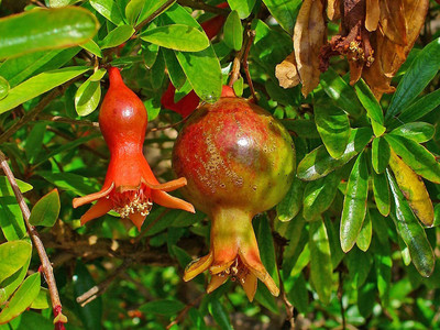 CYBEXIS VXI-53 - Rare Red Big Pomegranate - (90 Seeds) Seed(90 per packet)