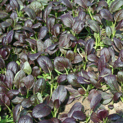 CYBEXIS Red Baby Pak Choi Seeds1000 Seeds Seed(1000 per packet)