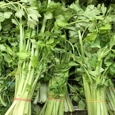 CYBEXIS GBPUT-95 - Dark Green Celery Nan Ling - (2250 Seeds) Seed(2250 per packet)