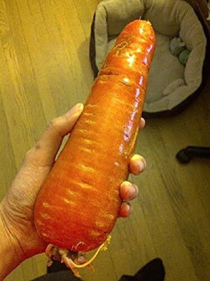 KNESSiN Carrot Giant Large Roots Seed(2500 per packet)