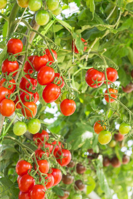 TANMAY FUN ZONE tomato Seed(85 per packet)