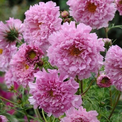 CYBEXIS LXI-22 - Fizzy Pink Cosmos Flower - (30 Seeds) Seed(30 per packet)