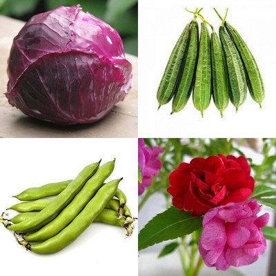 SimXotic Combo of Ridge Gourd Tori, Bakla , Balsam & Cabbage Red (GMO-FREE) Seed(4 per packet)