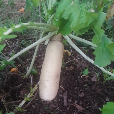 VINTI White Icicle Radish Vegetable Seed(2000 per packet)
