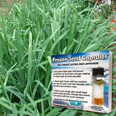 VibeX XLR-6 - Geisha Garlic Chives - (750 Seeds) Seed(750 per packet)