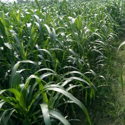 BSARKAR Sudan grass seed Seed(100 per packet)