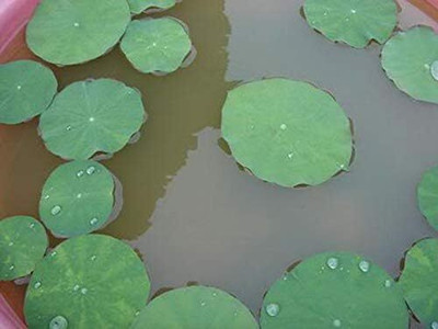 Qualtivate HXL-7AT Bowl Lotus/Water Lily Purple Color Seed(25 per packet)