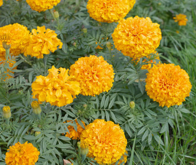 SRK Shree Radha Krishna marigold,gende ka phool seeds Seed(20 per packet)