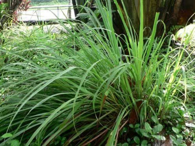 CYBEXIS LX-81 - West Indian Lemon Grass - (250 Seeds) Seed(250 per packet)