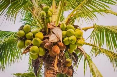 SHYAM Yield Rare Dwarf Hazari Coconut Fruit Tree Seed(1 per packet)