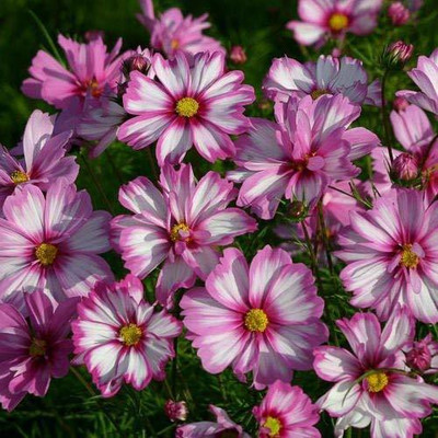 VibeX XL-12 - Cosmos CAPRIOLA Large white flowers light-red picotee red - (90 Seeds) Seed(90 per packet)