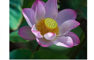 VibeX GUA-83 - Lotus Water Lily Flower - (270 Seeds) Seed(270 per packet)