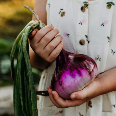 Biosnyg Red Wethersfield Onion Seeds-2500 Seeds/10gm Seed(2500 per packet)