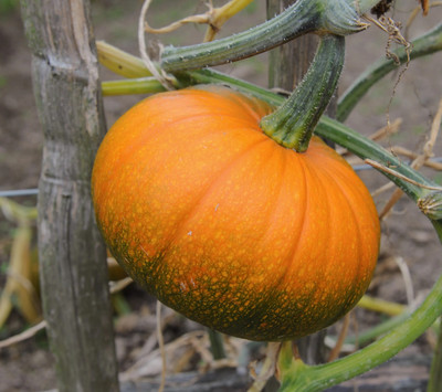 jkfarm Pumpkin, Kaddu, Kumro Seed(25 per packet)