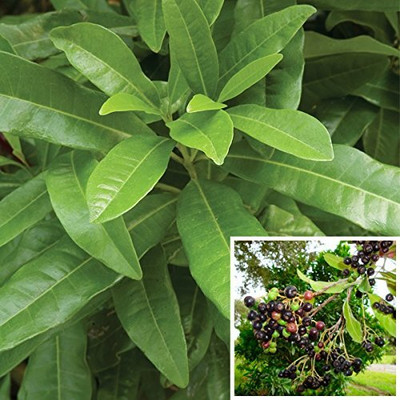 Qualtivate GUA-48 Allspice/Jamaica Pepper Seeds Seed(50 per packet)