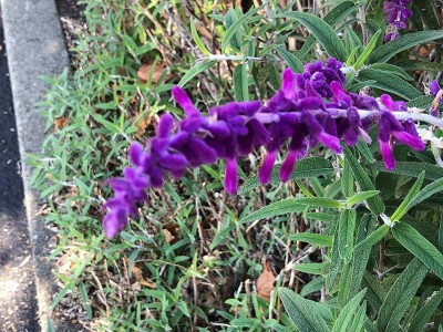 CYBEXIS NBIR-25 - Salvia Leucantha Mexican Sage - (450 Seeds) Seed(450 per packet)