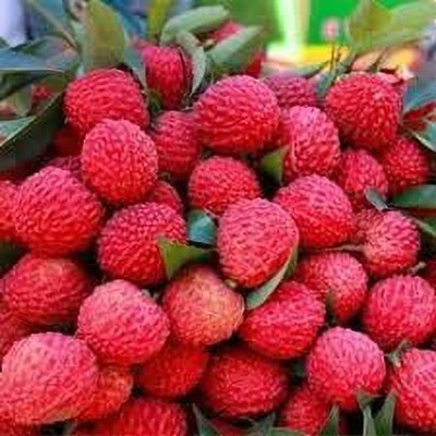 Aro Litchi, Lichi, Lychee Seed(38 per packet)