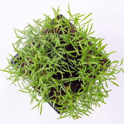 VibeX ATS-50 - Dwarf Fernleaf Dill Herb - (2250 Seeds) Seed(2250 per packet)