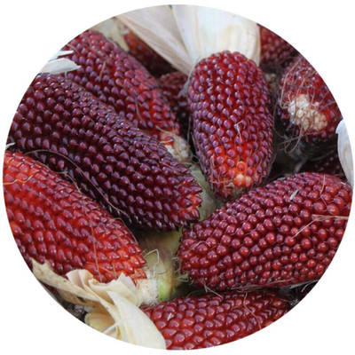 CRGO SWEETCORN , CORN , MAKKA Seed(125 per packet)