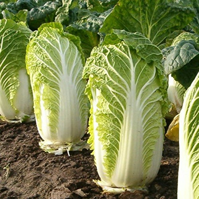 KNESSiN Chinese Cabbage Seeds Seed(200 per packet)