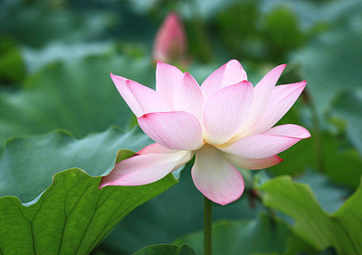 Farmer tech lotus,kamal gatta Seed(11 per packet)