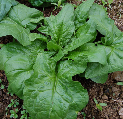 Qualtivate RES-3A Giant Winter Spinach Seeds Seed(300 per packet)