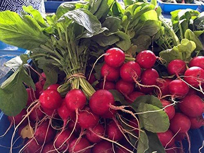 CYBEXIS Seeds of Vegetable Radish Viola2400 Seeds Seed(2400 per packet)