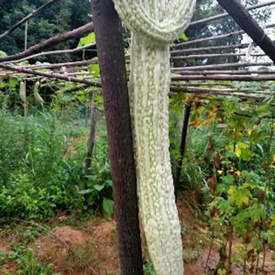 CYBEXIS High Germination Long White Bitter Gourd Seeds400 Seeds Seed(400 per packet)