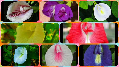 the green dotcom nilkantha flower seeds Seed(50 per packet)