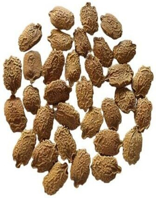 VibeX HUA-14 - Bitter Gourd/Karela/Bitter Melon - (100 Seeds) Seed(100 per packet)