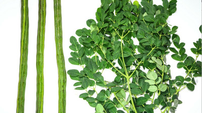 CEZIUS Moringa Seeds for Planting Drumstick - Moringa Oleifera Seed(120 per packet)
