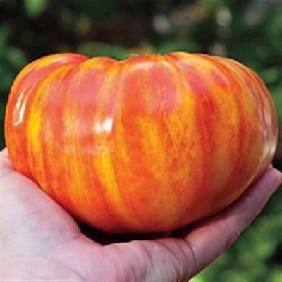 ActrovaX Big Rainbow Heirloom Yellow RED Striped Huge Meaty Beefsteak Tomato [500 Seeds] Seed(500 per packet)