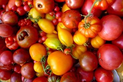 Biosnyg Hybrid Kaleidoscope Mix Tomato Vegetable Seeds for Home Gardening - (4000 Seeds) Seed(4000 per packet)