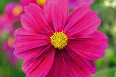 ZIXA Cosmos bipinnatus ‘Apollo Carmine’ Seed(10 per packet)