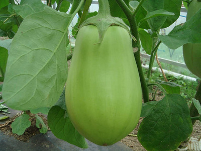 JVK ® Brinjal Green Round F1 Hybrid Seeds Seed(100 per packet)