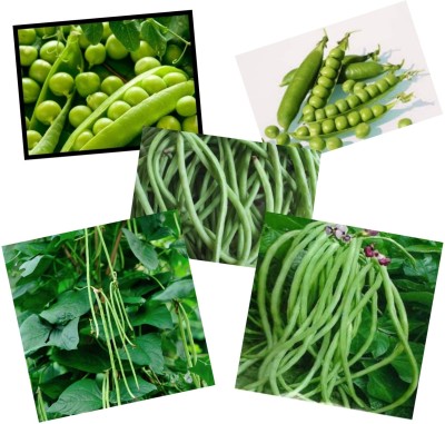 AA ENTERPRISES Vegetable seeds Seed(30 per packet)