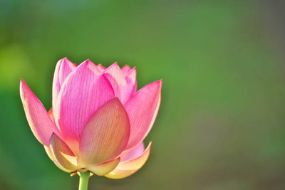 OUR BAZAAR lotus,kamal gatta Seed(15 per packet)