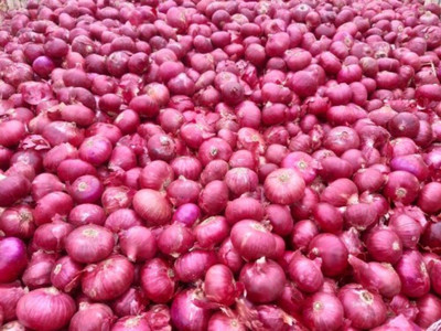 Qualtivate GXL-6AT F1 Hybrid Onion Red Nashik Seed(500 per packet)