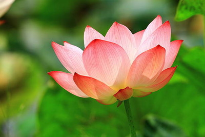 Kashvy lotus,kamal gatta Seed(14 per packet)