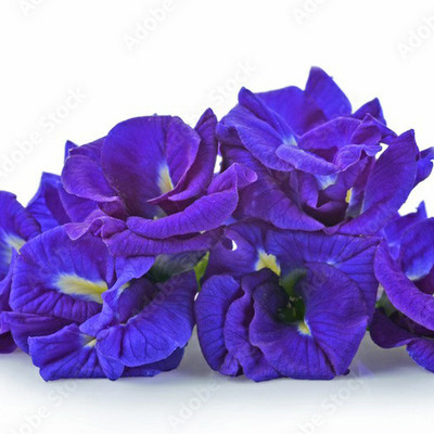 SeeGreen Aparajita Double Mixed Seeds All Color, Butterfly Pea Seeds, Clitoria Ternatea Seed(15 per packet)