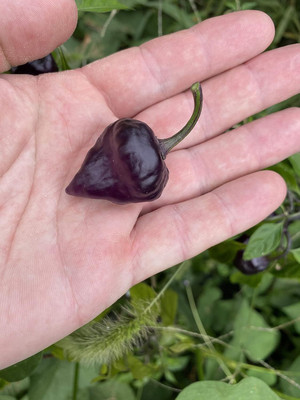 Biosnyg Non GMO Purple UFO Pepper Seeds For Planting-(4000 Seeds) Seed(4000 per packet)