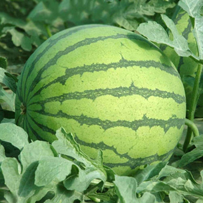 KNESSiN Blue Watermelon Seed(150 per packet)