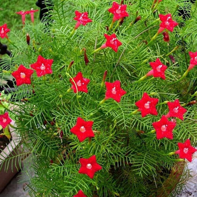LIFELEX Tarulata Flower Seeds (Cypress Vine/Ipomoea quamoclit), Pack Of - 16 Seed(16 per packet)