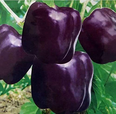 VibeX ® XLR-538 Purple Capsicum Seeds Seed(200 per packet)