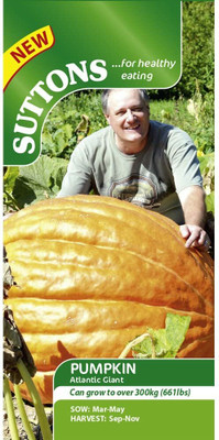 CYBEXIS Atlantic Giant Pumpkin Seeds400 Seeds Seed(400 per packet)