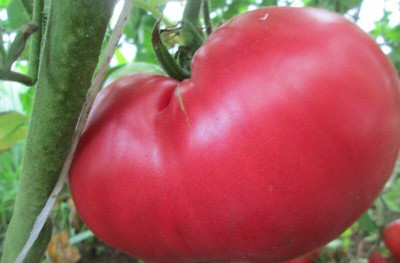 Biosnyg Fast Growing Pink Raspberry Tomato Seeds For Kitchen Gardening - (2000 Seeds) Seed(2000 per packet)