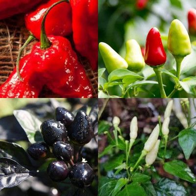 ibains Bullet chilli seed440 Seed(440 per packet)